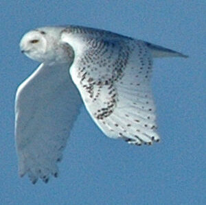 Harfang des neiges