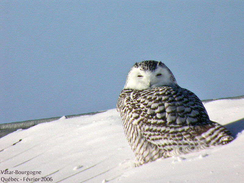 Snowy Owl female immature