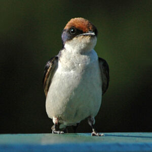Hirondelle � longs brins