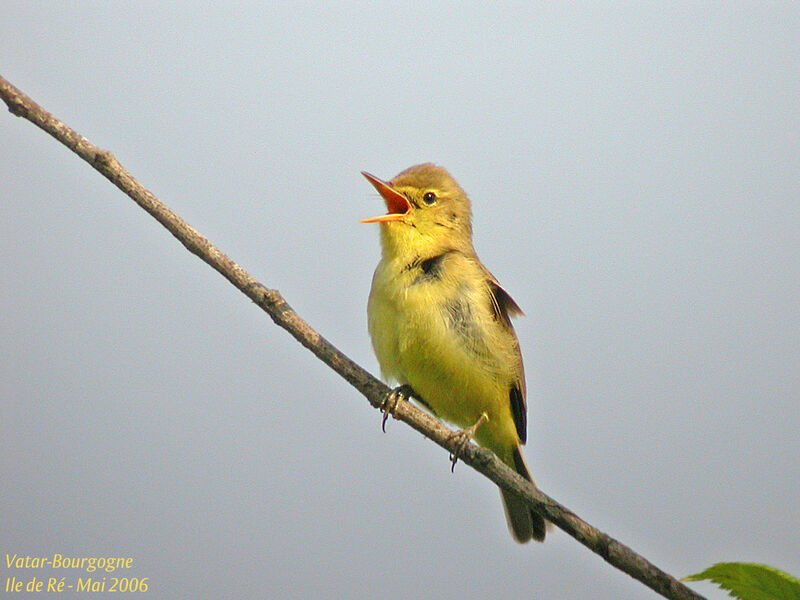 Melodious Warbler male