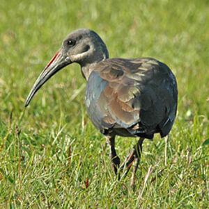 Ibis hagedash