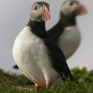 Atlantic Puffin