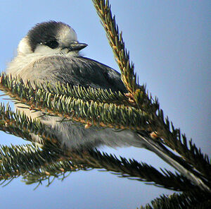 Grey Jay