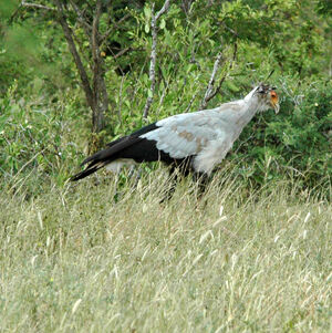 Secretarybird