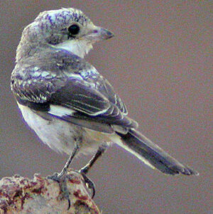 Masked Shrike
