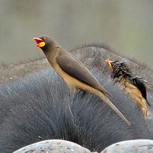 Yellow-billed Oxpecker