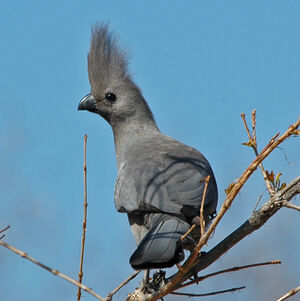 Grey Go-away-bird