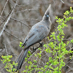 Grey Go-away-bird