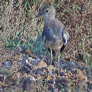 White-tailed Lapwing