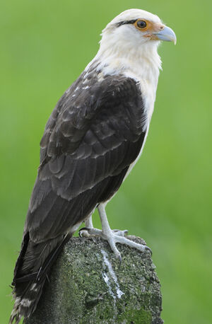Caracara � t�te jaune