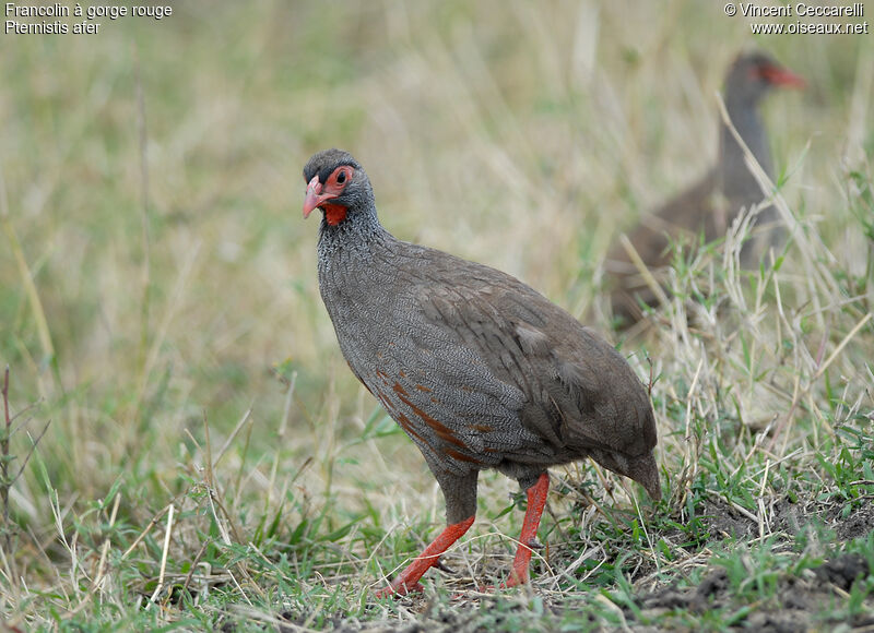 Red-necked Spurfowl, identification