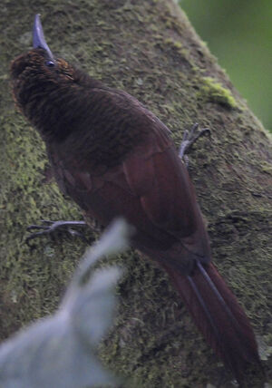 Plain-brown Woodcreeper