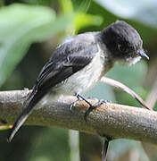 Black-capped Flycatcher
