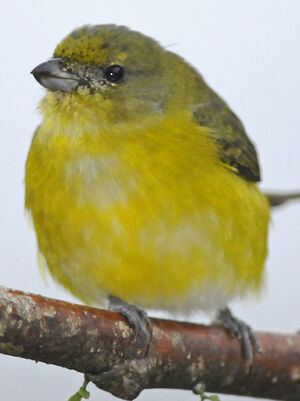 Organiste � gorge jaune