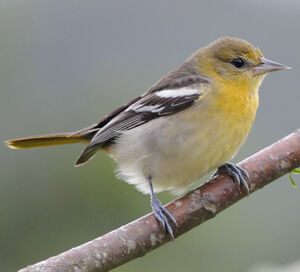 Oriole � ailes blanches