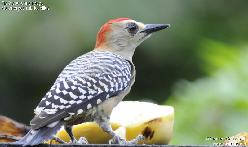 Red-crowned Woodpecker male