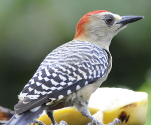 Pic � couronne rouge