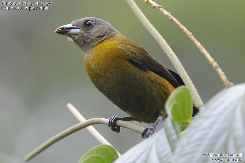 Scarlet-rumped Tanager female
