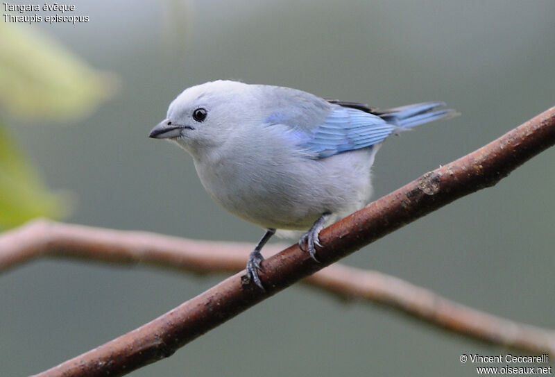 Blue-grey Tanager