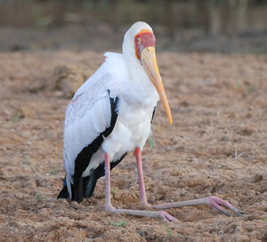 Yellow-billed Stork