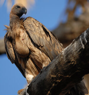 Vautour africain