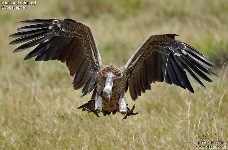 Rüppell's Vulture