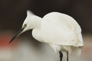 Aigrette garzette 
&copy; Vincent Lemoine