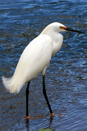 Aigrette neigeuse