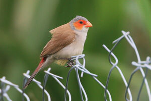 Astrild � joues orange