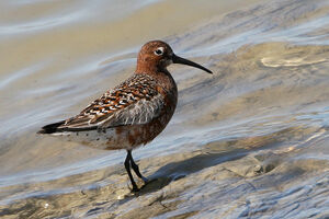 Curlew Sandpiper 
&copy; Vincent Lemoine
