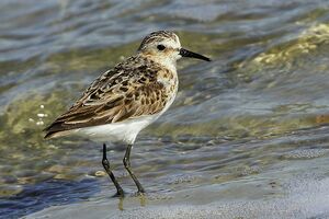 Little Stint