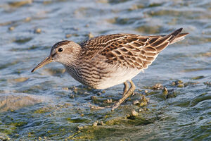 Pectoral Sandpiper 
&copy; Vincent Lemoine