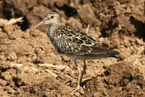 Pectoral Sandpiper 
&copy; Vincent Lemoine