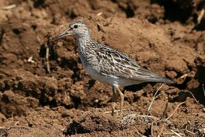 Pectoral Sandpiper 
&copy; Vincent Lemoine