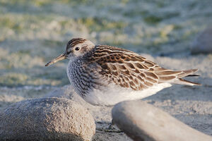 Pectoral Sandpiper 
&copy; Vincent Lemoine