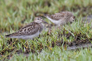 Pectoral Sandpiper 
&copy; Vincent Lemoine