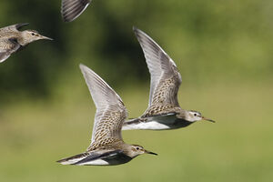 Pectoral Sandpiper 
&copy; Vincent Lemoine