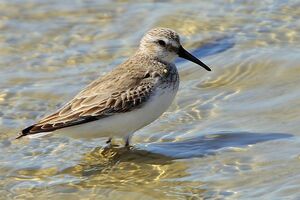 B�casseau variable