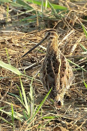 B�cassine des marais