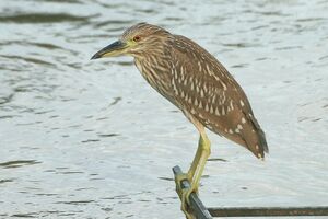 Black-crowned Night Heron