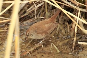 Bouscarle de Cetti 
&copy; Vincent Lemoine