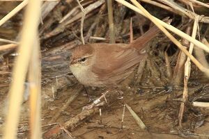 Bouscarle de Cetti 
&copy; Vincent Lemoine