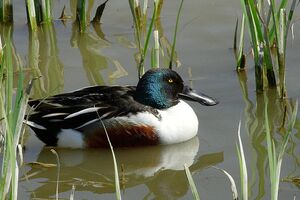 Northern Shoveler 
&copy; Vincent Lemoine