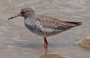 Common Redshank