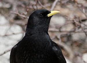 Alpine Chough