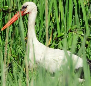 Cigogne blanche