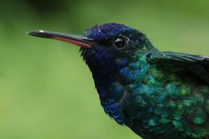 Colibri � t�te bleue