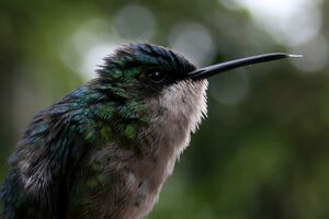 Colibri � t�te bleue