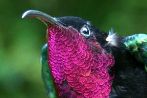 Colibri mad�re