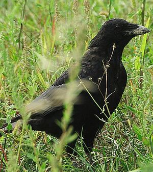 Carrion Crow